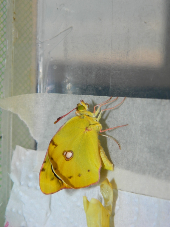 Colias crocea e uova